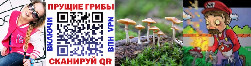 Псилоцибиновые грибы прущие грибы  Гулькевичи 